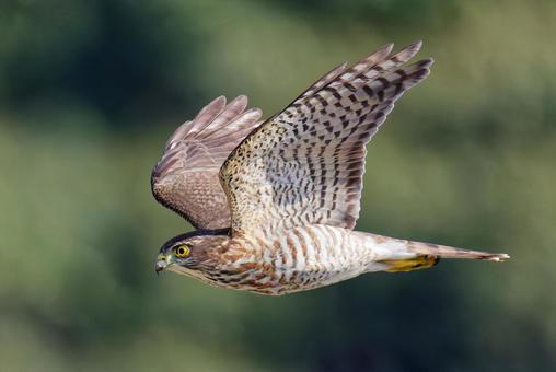 悠然と飛ぶツミの幼鳥 ツミ,雀鷹,タカの写真素材