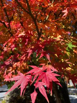 京都 紅葉 京都 紅葉の写真