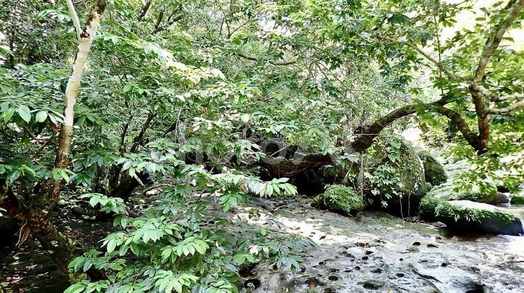 沖縄県八重山諸島西表島のユチン川の風景 ユチン川,川,沖縄の写真素材