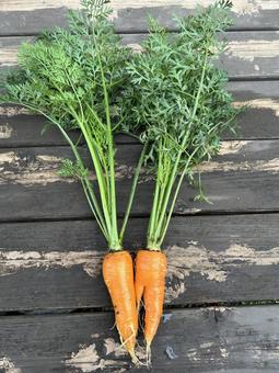 市民農園で収穫した人参 市民農園で収穫した人参 人参,キャロット,食べ物の写真素材