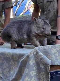 ウォンバット 海外,動物,サファリの写真素材