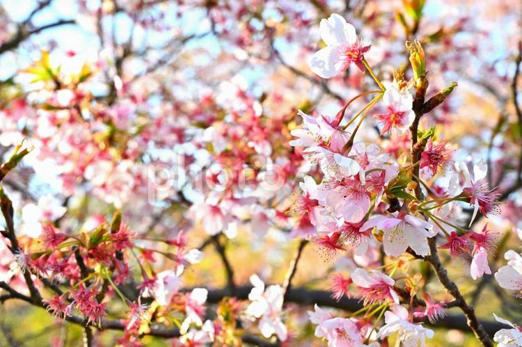 太陽に照らされて輝くヤマザクラ 桜,春,春の訪れの写真素材