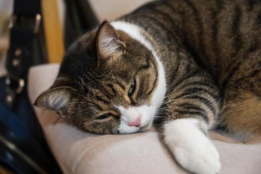 寝起きの猫 寝起きの猫 ネコ,cat,ペットの写真素材