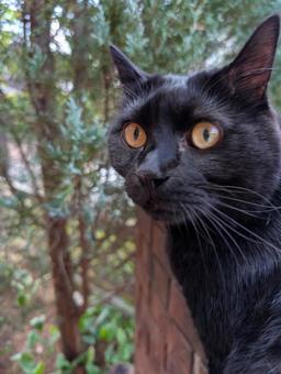 黒猫 7 黒猫 7の写真