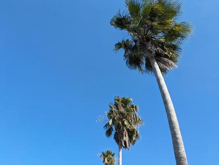 木と空 木と空の写真