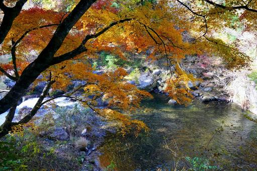 渓流と紅葉する木々 渓流と紅葉する木々 水,清流,昇仙峡の写真素材