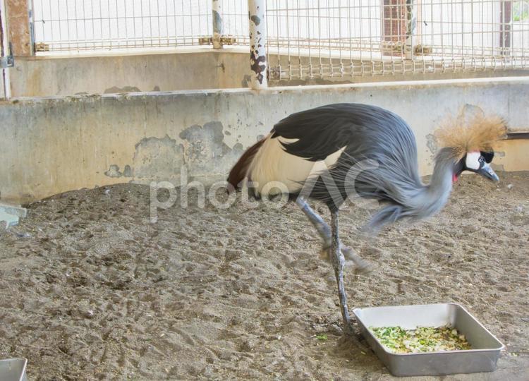 桐生が岡動物園「ホオジロカンムリヅル」 ホオジロカンムリヅル,鳥,野鳥の写真素材