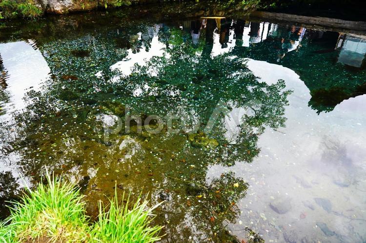 神秘的な富士山からの湧水 湧水,水,泉の写真素材