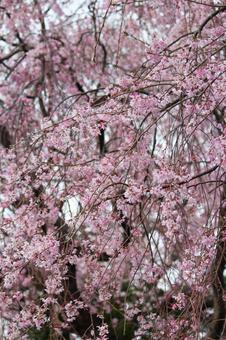 cherry blossoms, JPG cherry blossoms, JPG