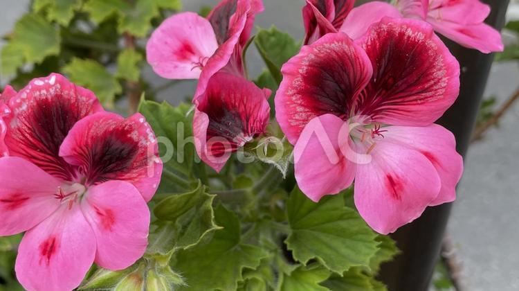 立川町の花壇④ 花,植物,美しいの写真素材