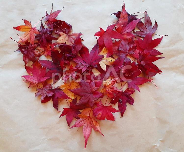 葉っぱのフレーム　ハート 紅葉,もみじ,落ち葉の写真素材