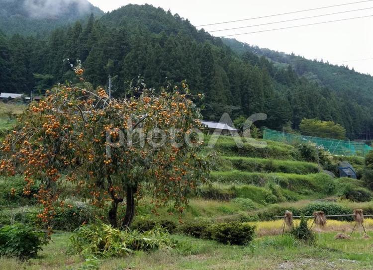 柿の木 秋,山,風景の写真素材
