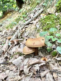 イグチ キノコ,イグチ,自然の写真素材