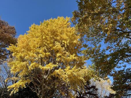 いちょう 秋,モミジ,自然の写真素材