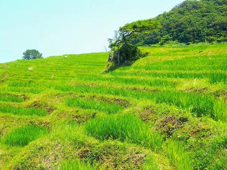 白米千枚田の棚田 白米千枚田の棚田 棚田,能登半島,地震の写真素材