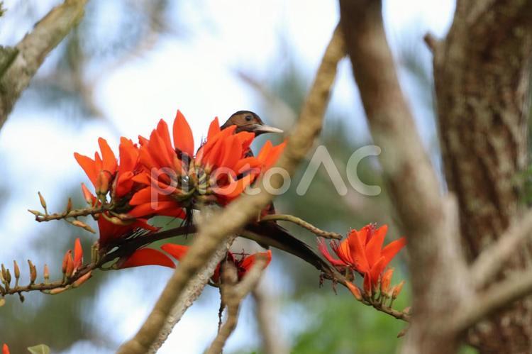 デイゴの花とノグチゲラ　やんばるの森 世界自然遺産,赤い,赤の写真素材