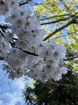 桜 桜の写真