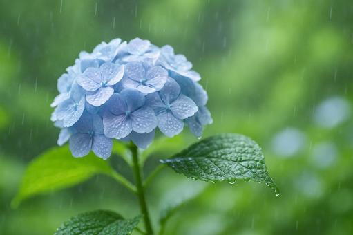 アジサイと雨粒背景ぼけ アジサイと雨粒背景ぼけの写真
