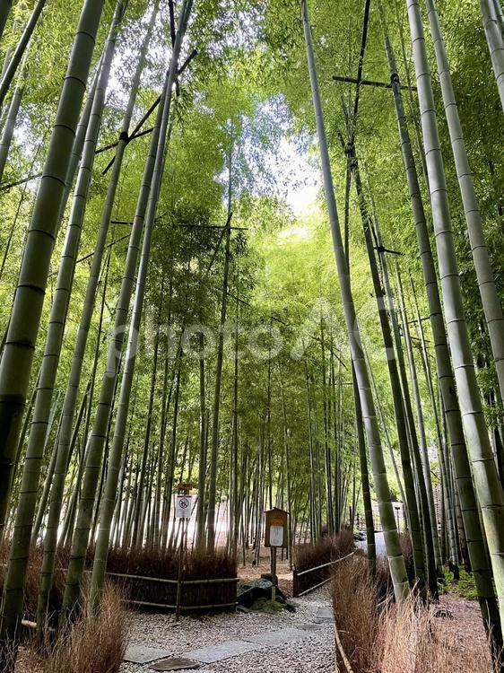 竹林の小路（鎌倉・報国寺） 竹林,小路,小径の写真素材