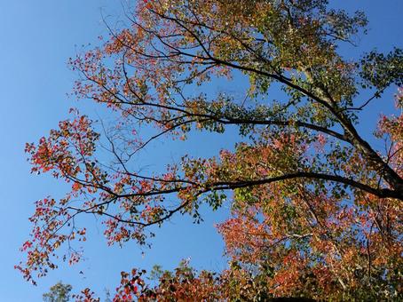 移り変わり 移り変わり 紅葉,風景,空の写真素材