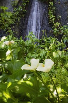 水芭蕉と滝 水芭蕉と滝の写真