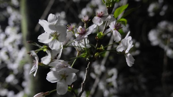 夜桜 夜桜の写真