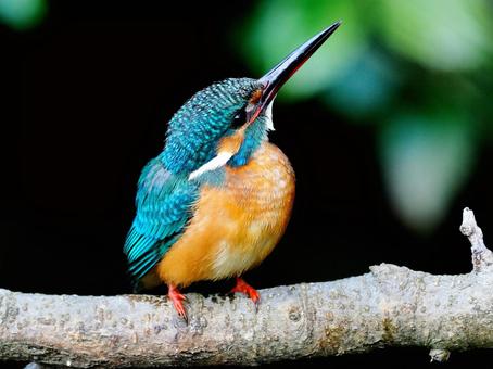 上を見るカワセミ カワセミ,翡翠,野鳥の写真素材