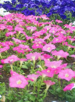 春の花 春の花,春,スプリングの写真素材