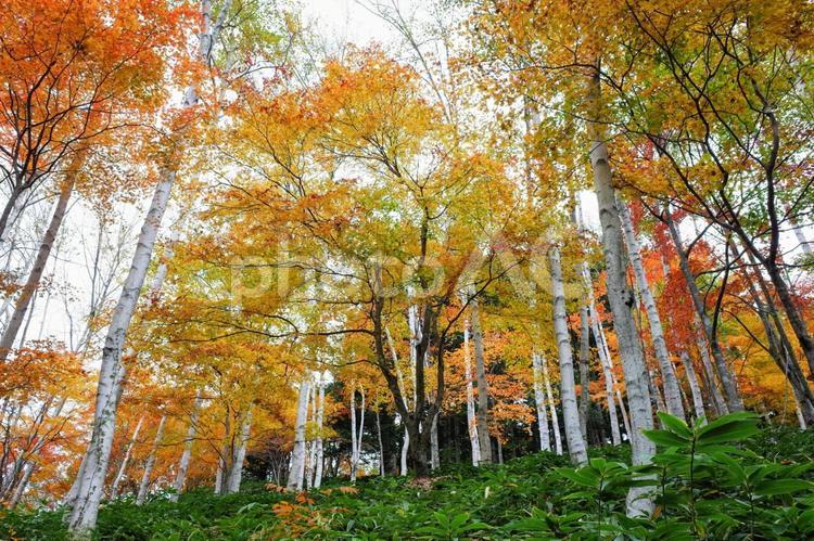 紅葉した木と白樺の木 紅葉,もみじ,かえでの写真素材