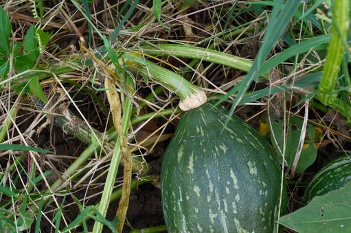 かぼちゃのコルク化 かぼちゃのコルク化 かぼちゃ,コルク化,野菜の写真素材