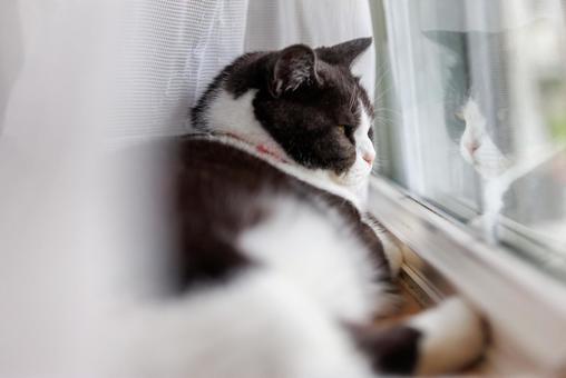 窓辺の猫 窓辺の猫 マンチカン,猫,窓の写真素材