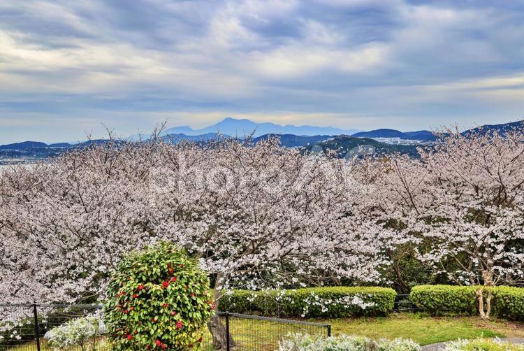 満開の桜　のぞみ公園 ソメイヨシノ,染井吉野,クローズアップの写真素材
