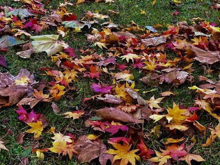 イロトリドリの落ち葉たち 落ち葉,色とりどり,カラフルの写真素材