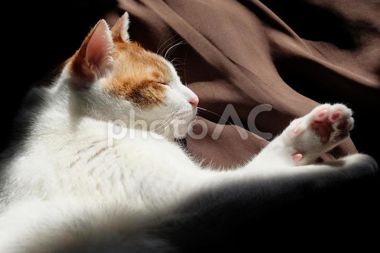 差し込んだ光と猫_11 猫,ネコ,猫画像の写真素材