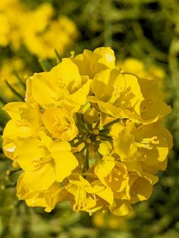 菜の花 菜の花,春,菜花の写真素材
