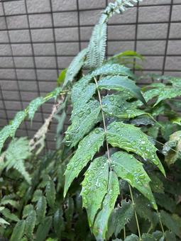 雨のしずくが踊る葉っぱたち 雨上がり,水滴,しずくの写真素材