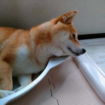 猫タライにあご乗せする柴犬くるみです! 猫タライにあご乗せする柴犬くるみです! 犬,柴犬,シバの写真素材
