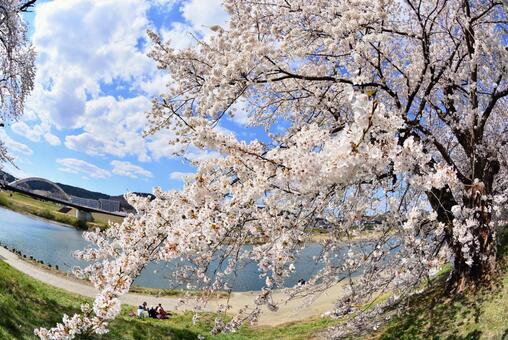 川沿いの桜 川沿いの桜の写真