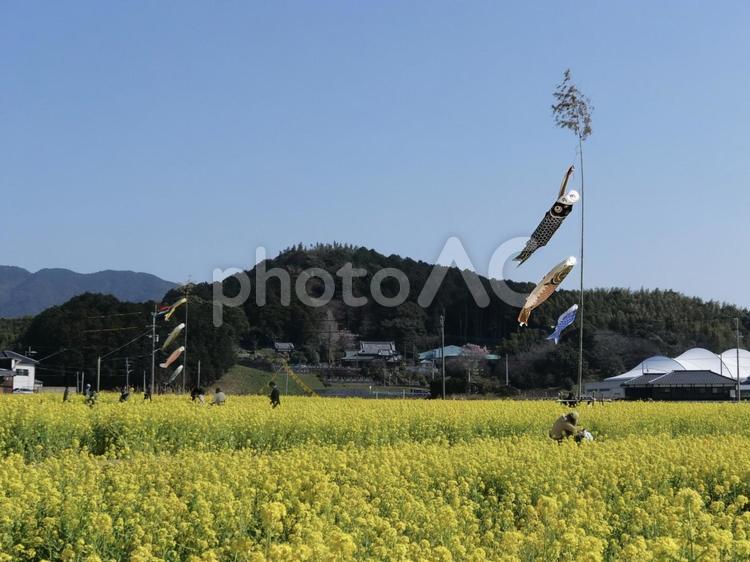 福岡県古賀市筵内の菜の花畑と鯉のぼり 菜の花,菜の花畑,こいのぼりの写真素材