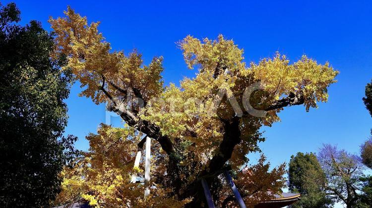 千葉県市原市の秋の飯香岡八幡宮の夫婦銀杏 夫婦,銀杏,飯香岡八幡宮の写真素材