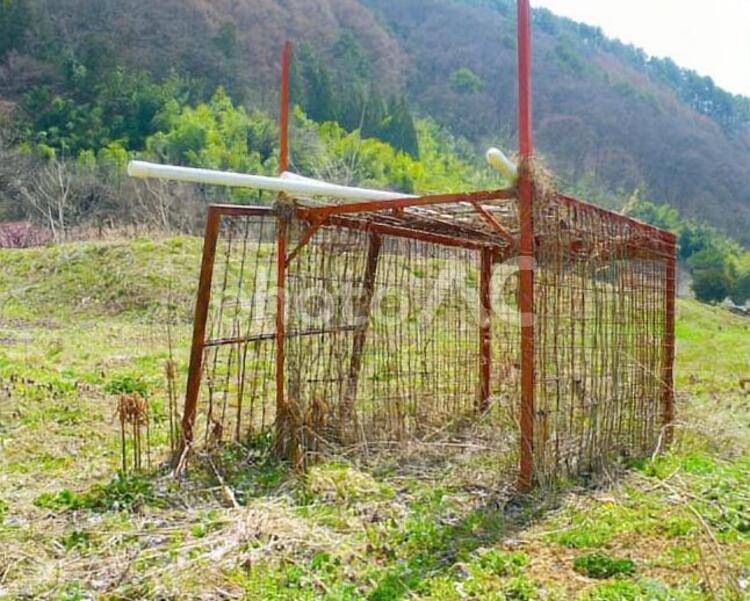 イノシシの捕獲檻 捕獲,動物,危険の写真素材