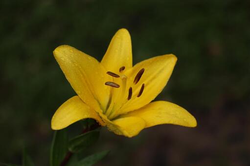 雨粒が光る鮮やかな黄色のユリ ユリ,黄色,鮮やかの写真素材