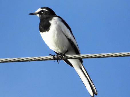電線につかまるセグロセキレイの写真