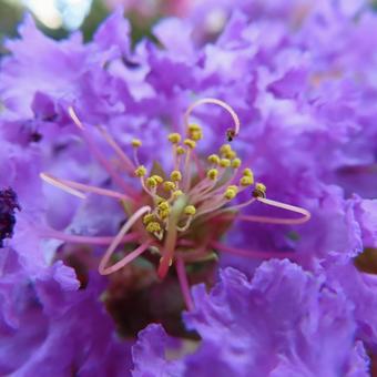 サルスベリ サルスベリ,花,花びらの写真素材