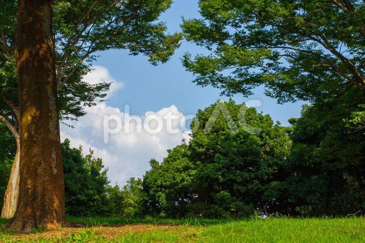 森林と青空 白い雲,自然,森林の写真素材