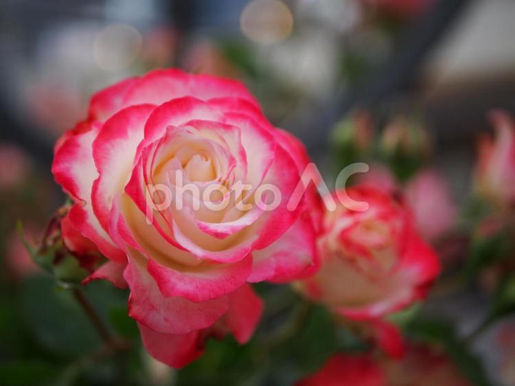 ピンクの縁取りが美しい薔薇 バラ,薔薇,植物の写真素材