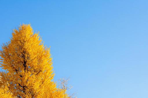 イチョウの木と青空 秋空,秋素材,青空の写真素材