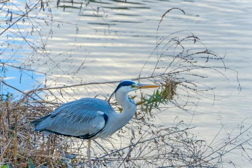 川辺で佇む冬のアオサギ 川辺で佇む冬のアオサギ アオサギ,鳥,野鳥の写真素材