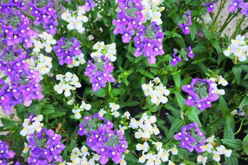 紫と白の花々 紫と白の花々の写真
