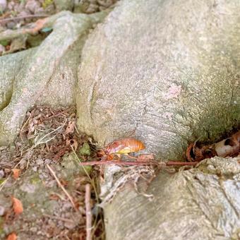 Photo, cicada, semi, larva, 